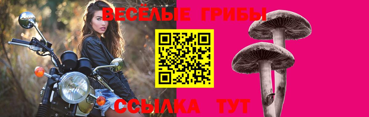 Псилоцибиновые грибы Psilocybe Строитель